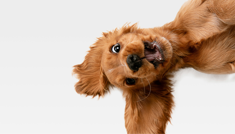 Lire la suite à propos de l’article Comment choisir la friandise qui convient le mieux à mon chien?