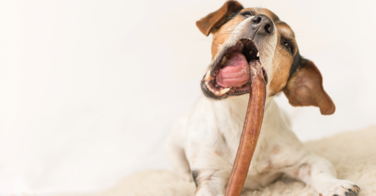 Lire la suite à propos de l’article La mastication, effet de mode ou réel besoin pour votre chien?